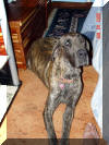 Great Dane Puppies , Great Danes for Sale , Great Dane Breeders